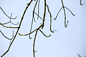 Fraxinus excelsior 