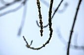 Fraxinus excelsior 