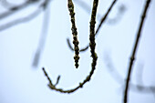 Fraxinus excelsior