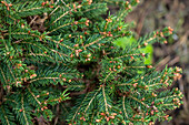 Picea abies 'Clanbrassiliana'