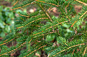 Picea polita