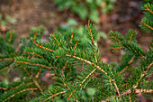 Picea polita