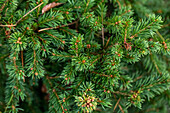 Picea abies 'Gregoryana'