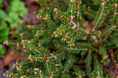 Picea abies 'Parviformis'