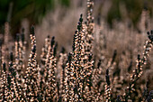 Calluna vulgaris Gardengirls® 'Lisbeth'