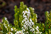 Erica darleyensis 'Snow Surprise'