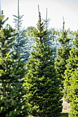 Picea abies 'Will´s Zwerg'