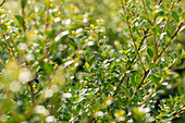 Ilex crenata