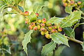 Ilex meserveae 'Heckenfee'®(s)