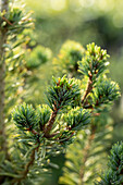 Pinus parviflora 'Tempelhof'