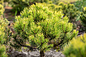 Koniferen, Bonsai