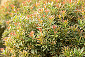 Pieris japonica 'Little Heath'