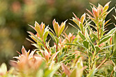 Pieris japonica 'Little Heath'