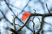 The last leaf on the tree