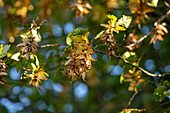 Carpinus betulus