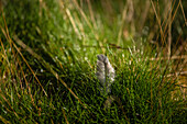 Feather in the grass