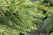 Picea abies 'Formanek'