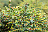 Picea omorika 'Treblitzsch'