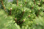 Pinus thunbergii 'Sayonara'