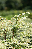 Tsuga canadensis 'Gentsch White'