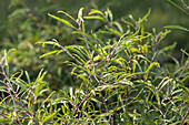 Fagus sylvatica 'Mercedes'