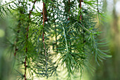 Larix kaempferi 'Stiff Weeper'