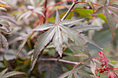 Acer palmatum 'Shaina'