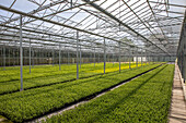 Venlo greenhouse