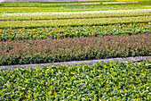 Sapling quatern in a tree nursery