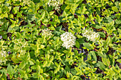 Hydrangea paniculata 'Bombshell'(s)