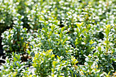 Buxus sempervirens 'Blauer Heinz'