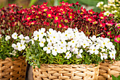 Arabis & Saxifraga Early SunPoly®