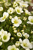 Saxifraga x arendsii 'Alpino™ Large White'