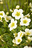 Saxifraga x arendsii 'Alpino™ Large White'