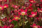 Saxifraga x arendsii 'Alpino™ Red'