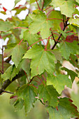 Acer rubrum 'Compactum'