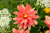 Dahlia x hortensis, red