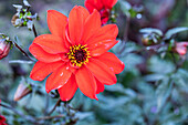 Dahlia x hortensis, red