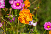 Cosmos sulphureus