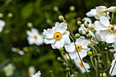 Anemone japonica, weiß