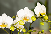 Phalaenopsis multiflora, white