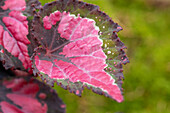 Begonia rex