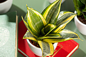 Sansevieria trifasciata 'Golden Hahnii'