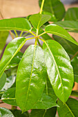 Schefflera arboricola 'Amate'