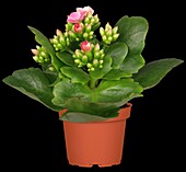 Kalanchoe blossfeldiana, pink