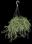 Rhipsalis pilocarpa