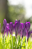 Crocus vernus, violett