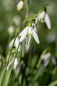 Galanthus nivalis