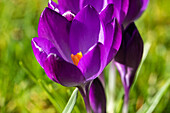 Crocus vernus, violett