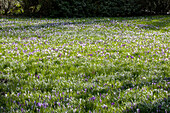 Crocus vernus